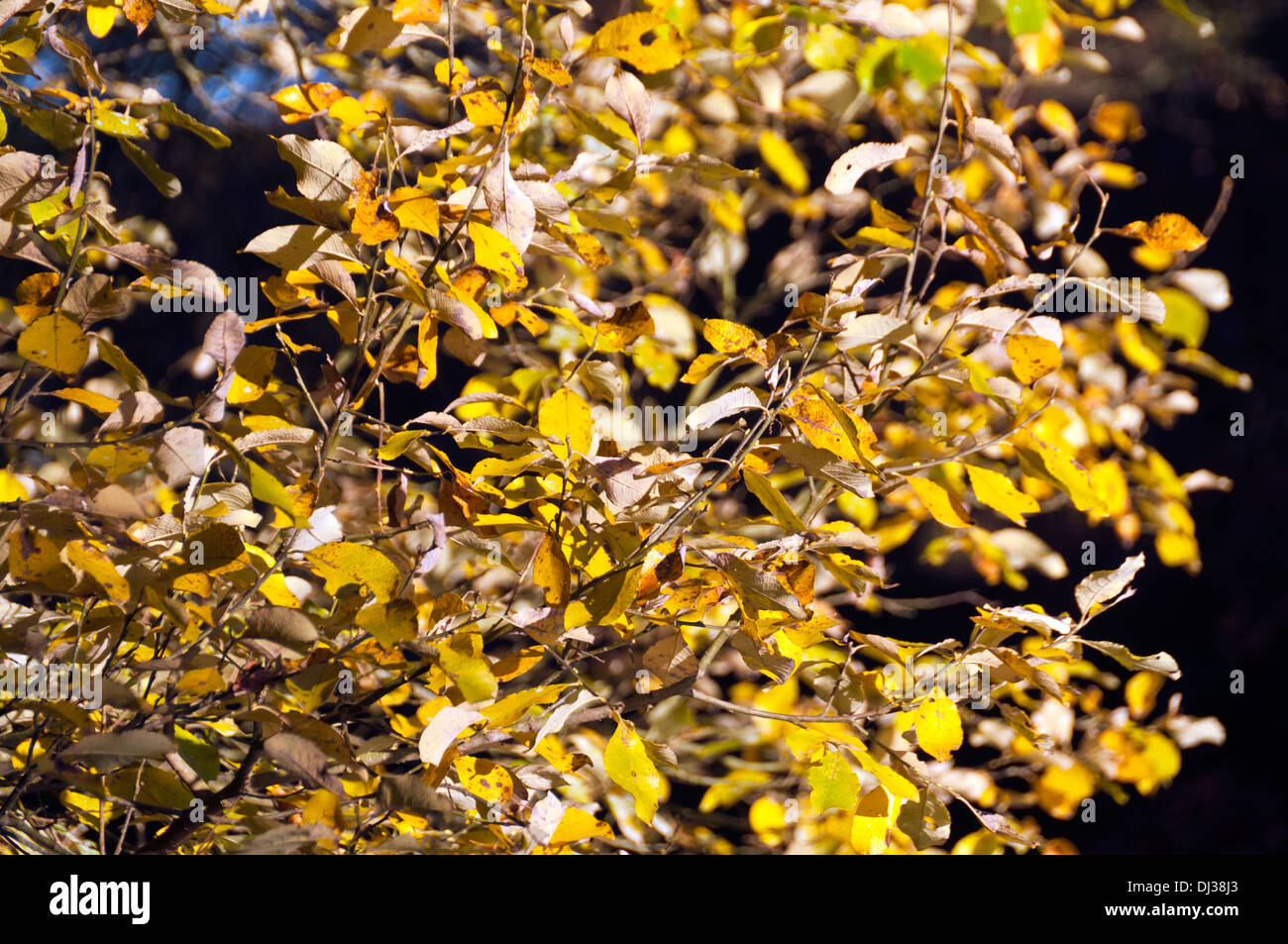 Autumn trees in Northumberland. UK Stock Photo - Alamy