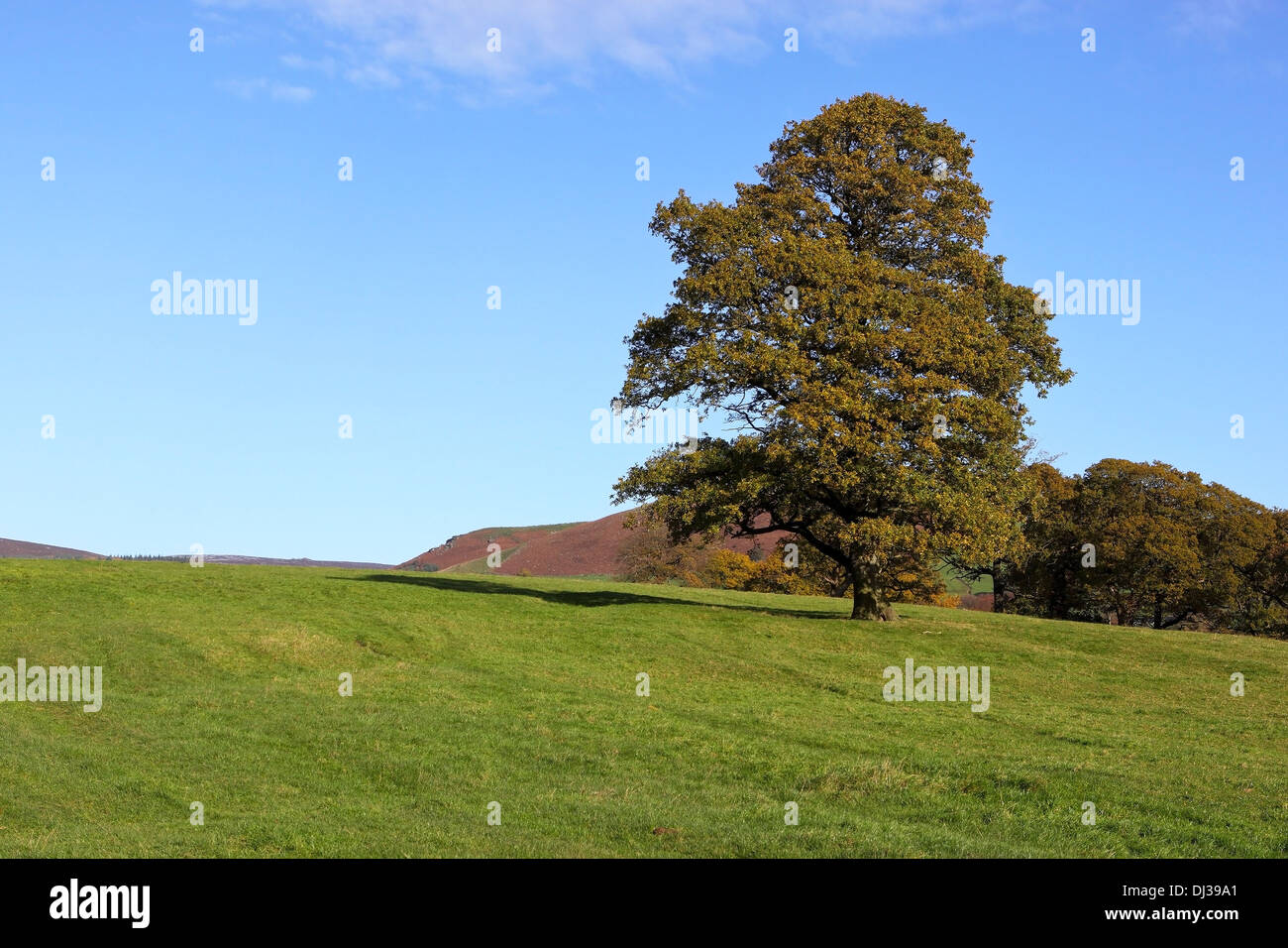 A mature oak tree in a green meadow with distant moorland under a blue Autumn sky Stock Photo