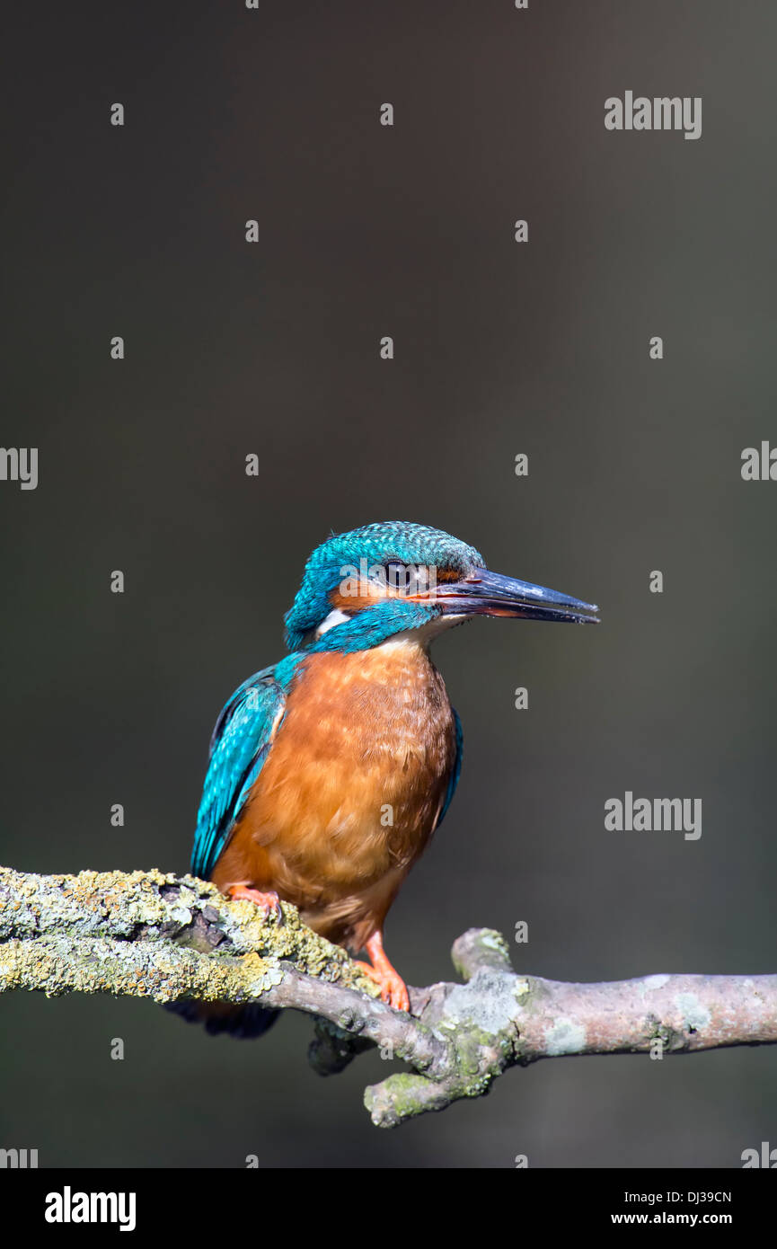 kingfisher perched on a branch Stock Photo