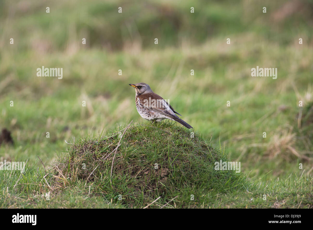 Fieldfare (Turdus pilaris) perching on mound Stock Photo
