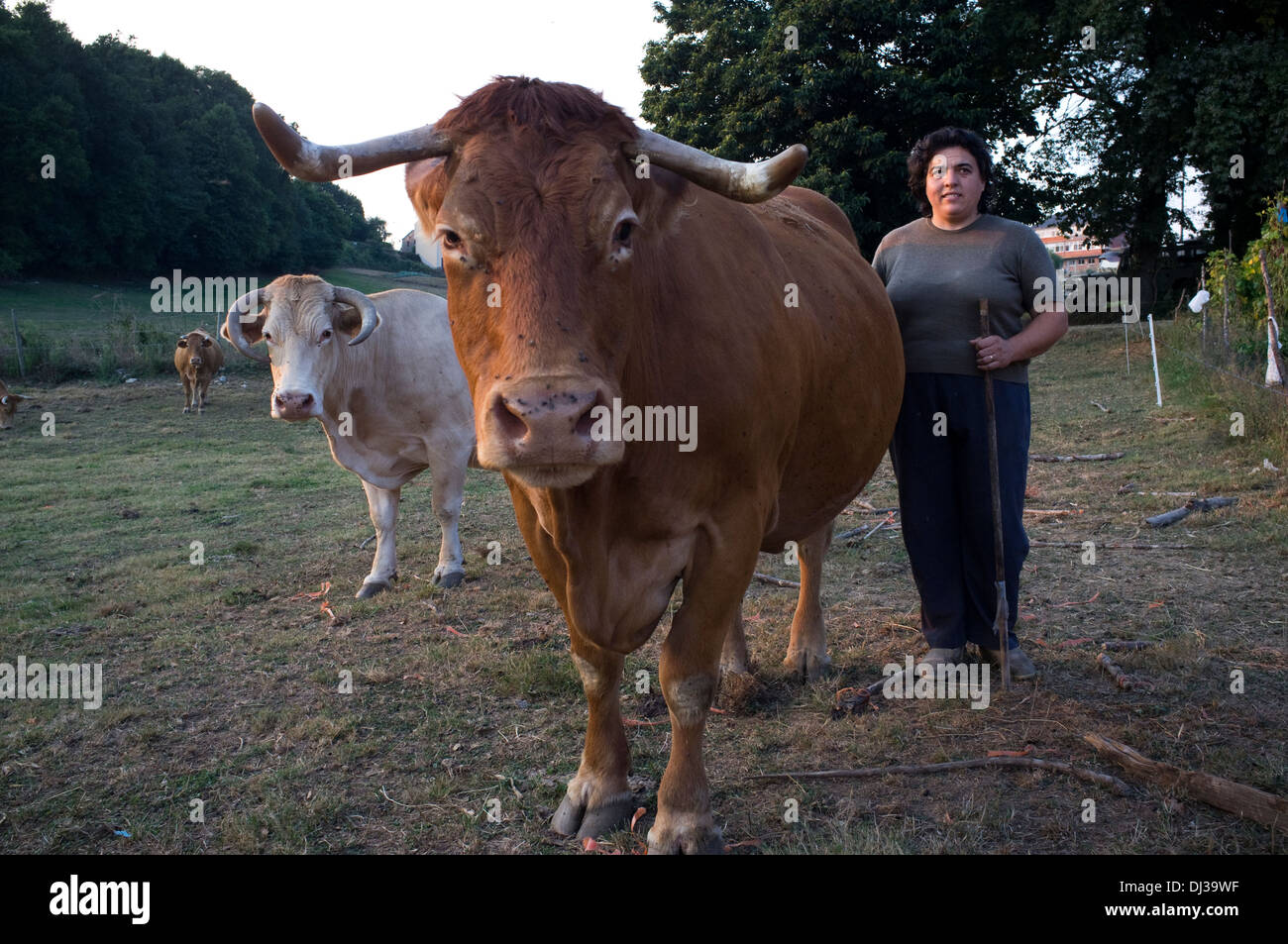 Spain cow farm spanish galician hi-res stock photography and images - Alamy