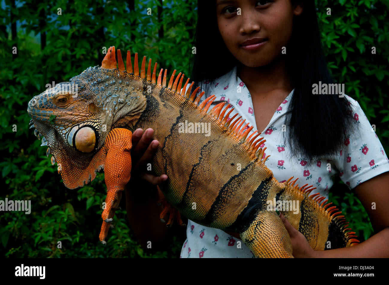 Iguanas reptiles spine spines hi-res stock photography and images - Alamy