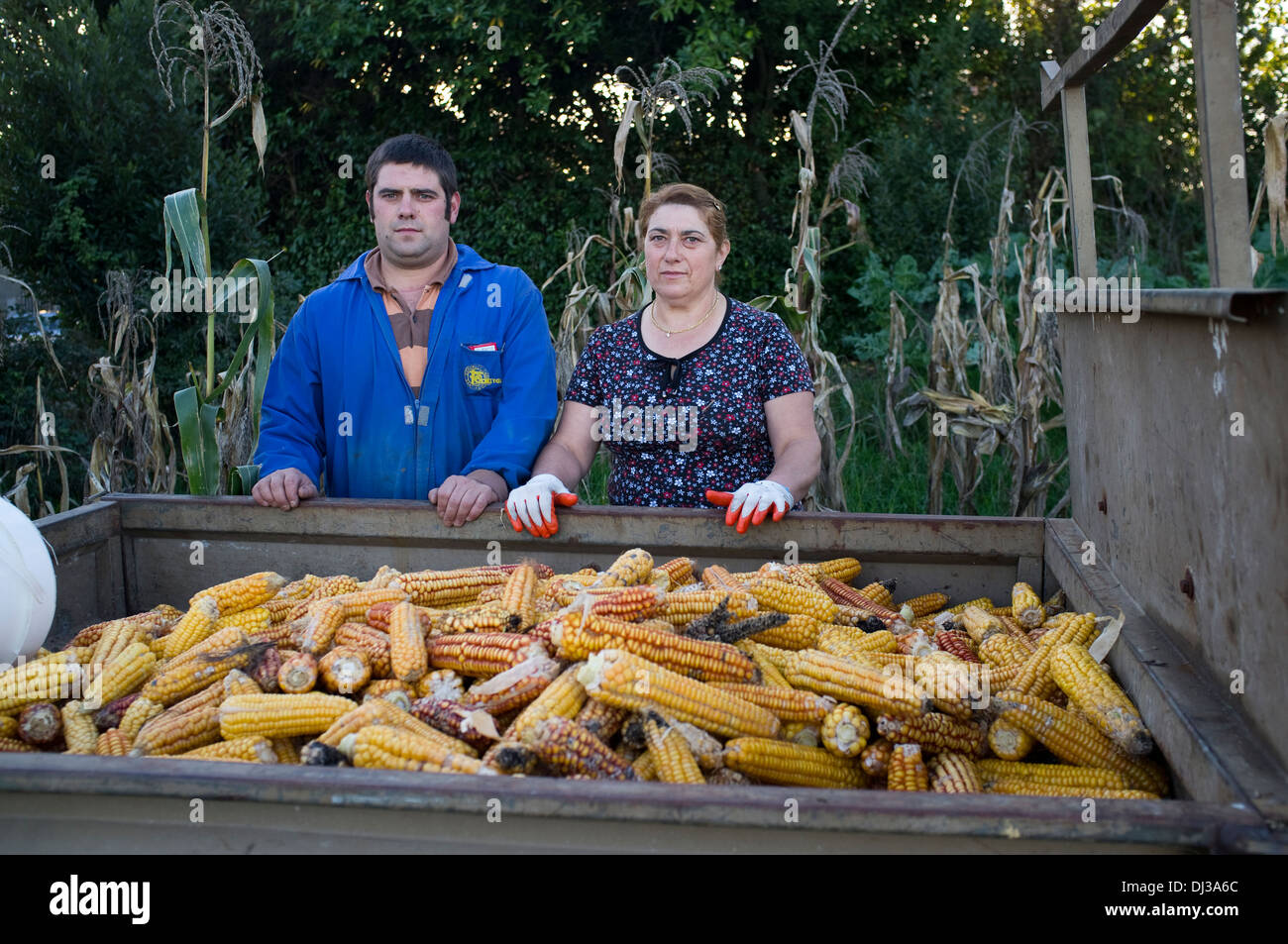 Harvesting corn in Galicia, Spain. harvest farm farmer country
