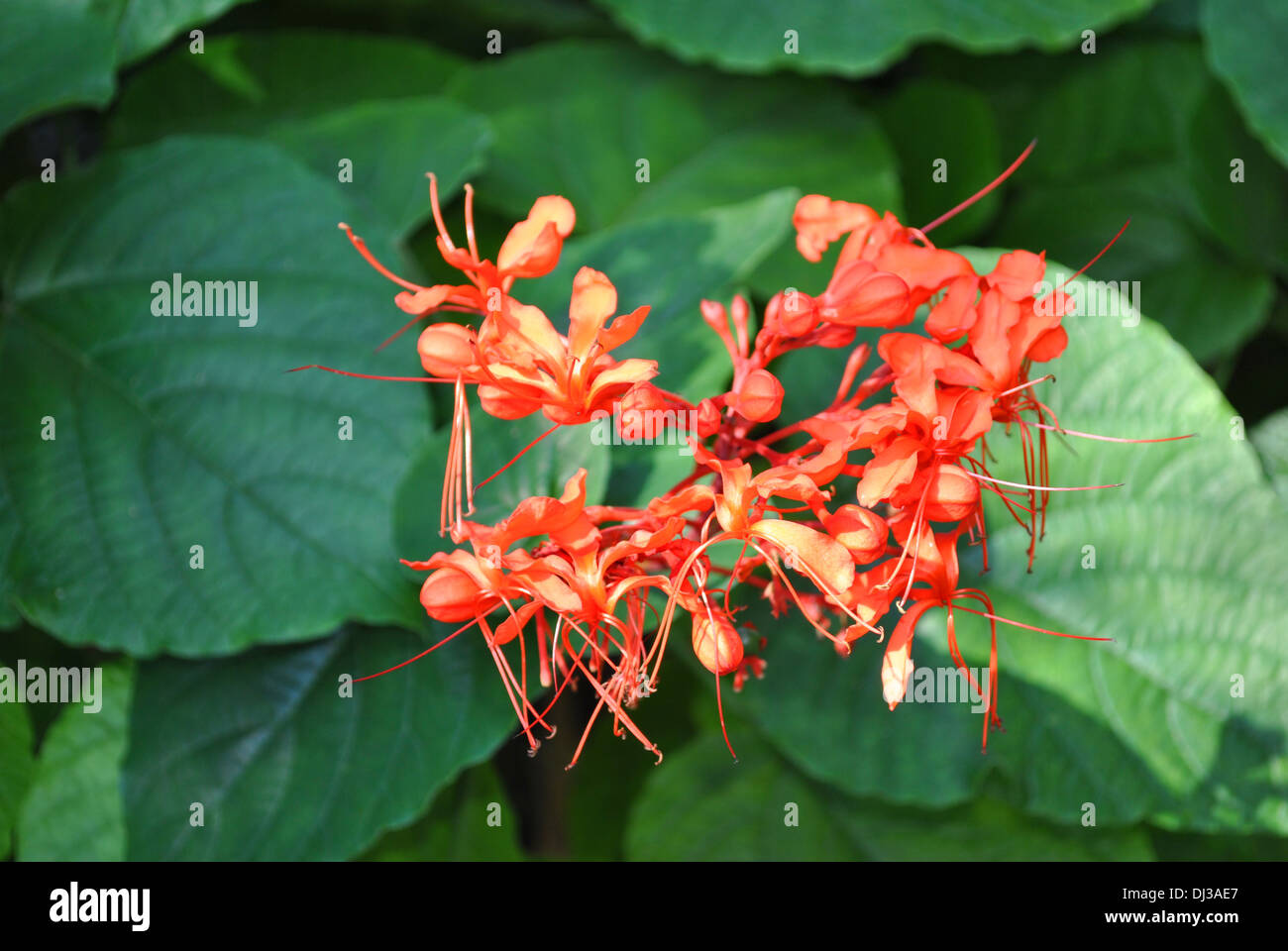 Java Glory Flower Java Glorybower Latin name Clerodendrum speciosissimum Stock Photo - Alamy