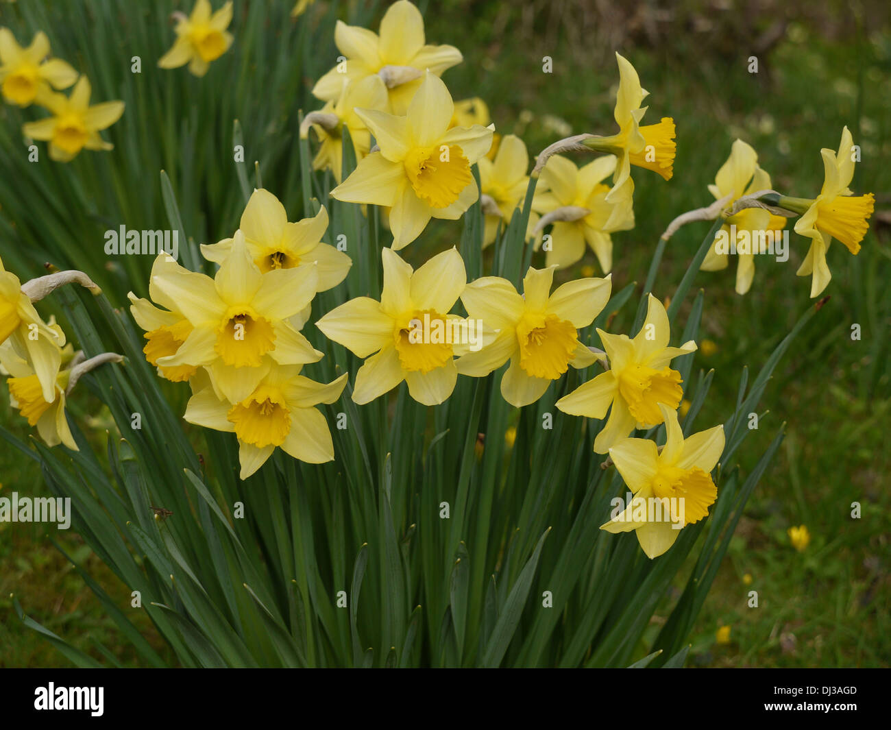 Colourful display of daffodils in bloom Stock Photo Alamy