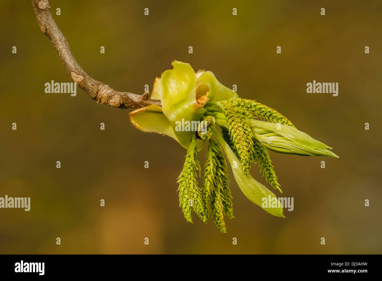 Hickory Trees High Resolution Stock Photography And Images Alamy