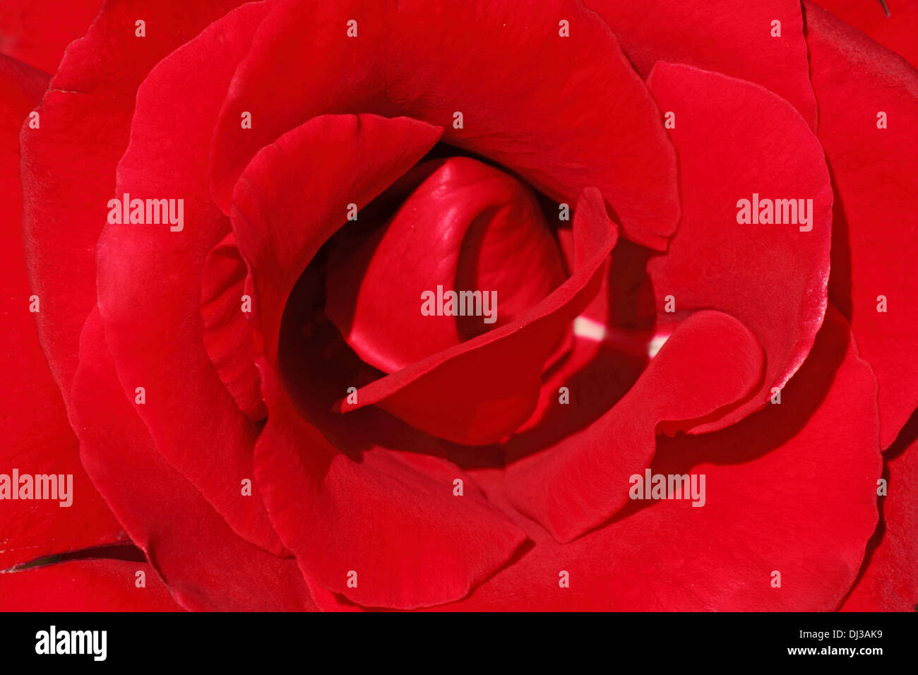 close up of red rose Stock Photo
