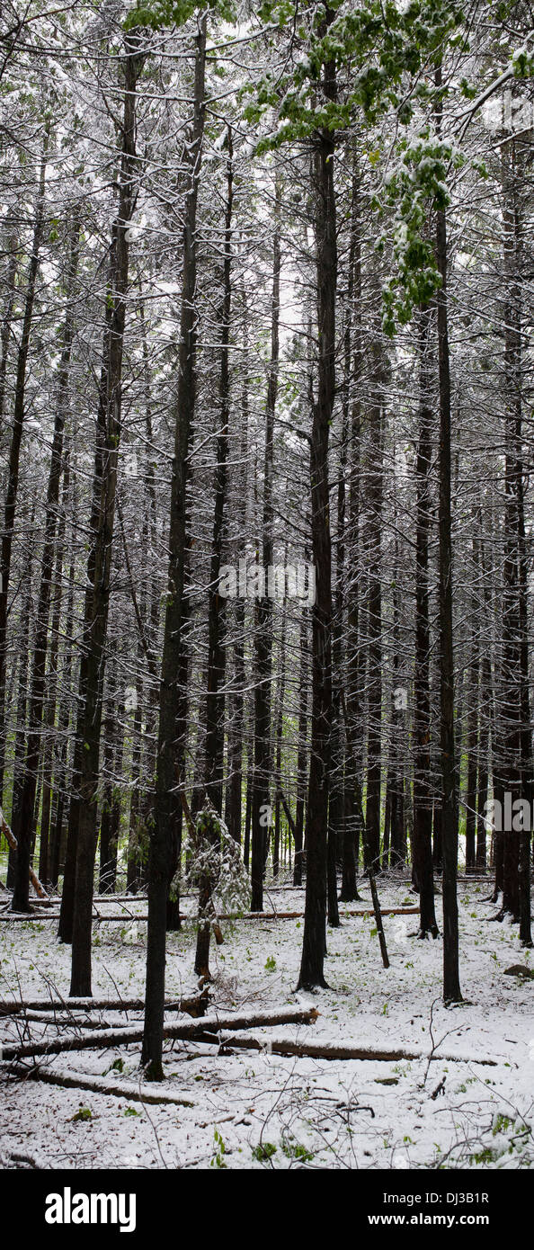 Late Spring Snowfall In A Forest; Ville De Lac Brome, Quebec, Canada Stock Photo Alamy