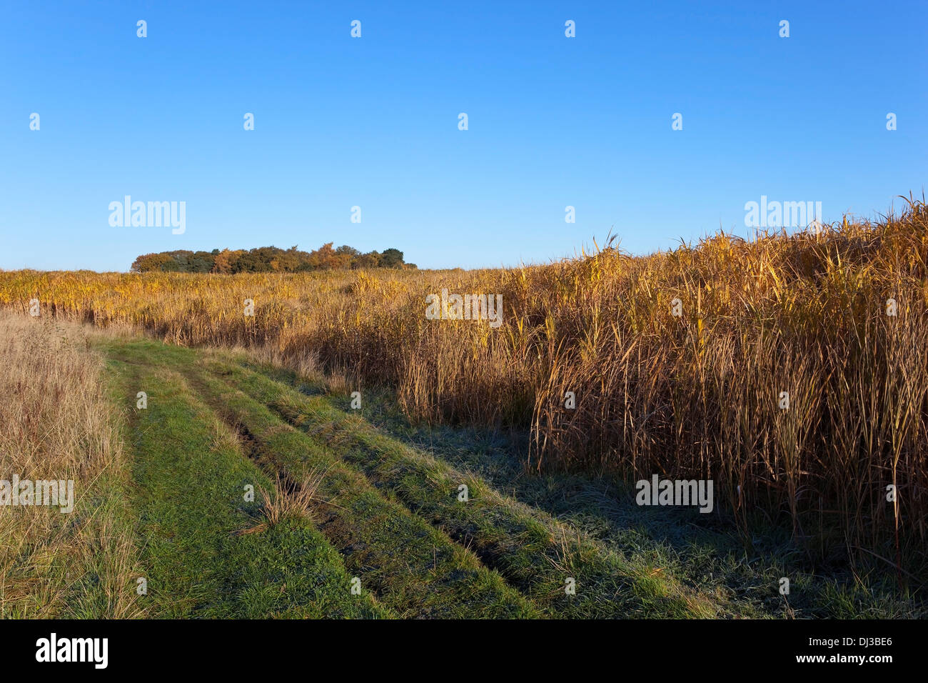 An English autumn landscape with a frosty grass track through elephant grass towards distant woodland Stock Photo