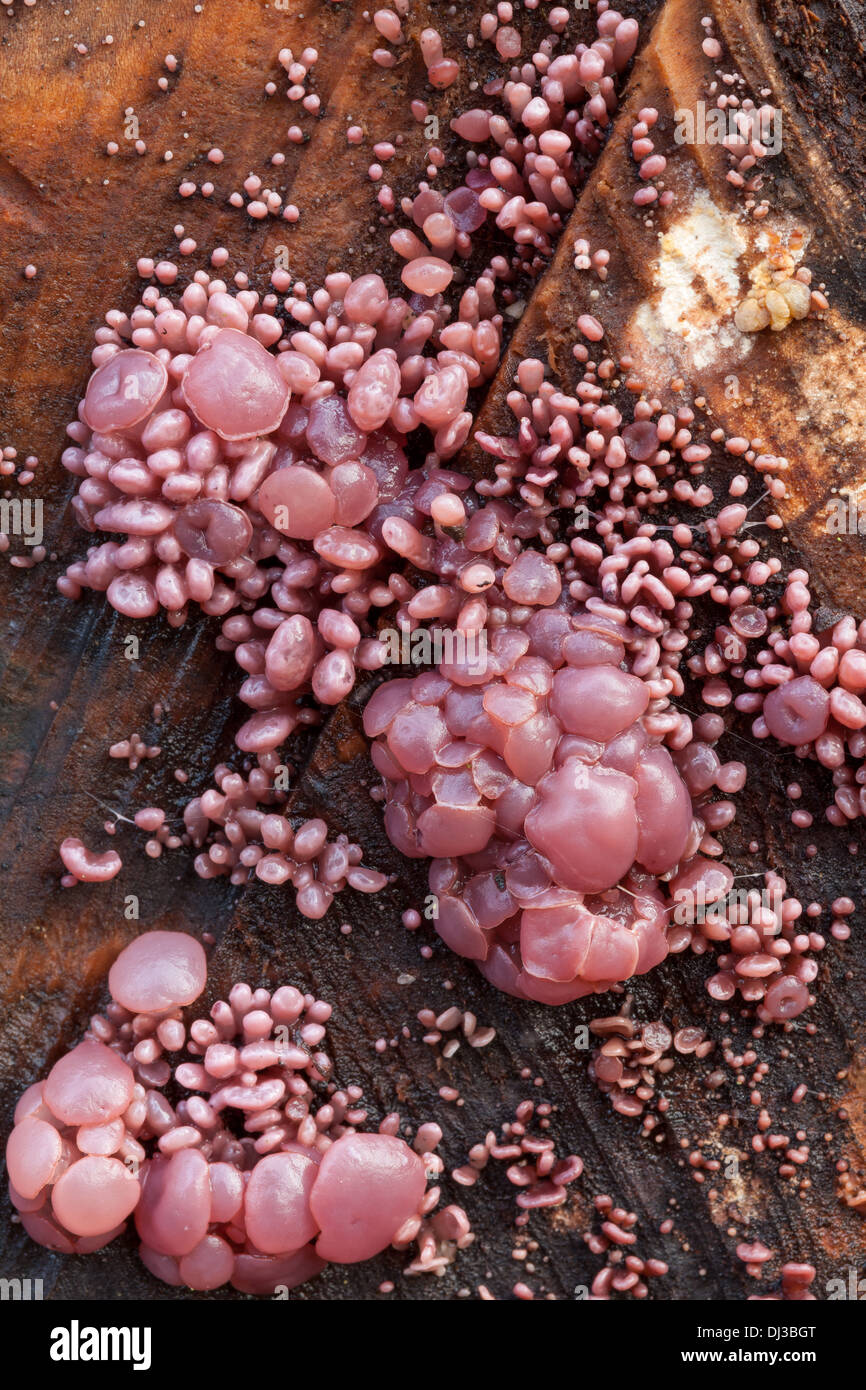 Beautiful autumn mushrooms in Finland Stock Photo