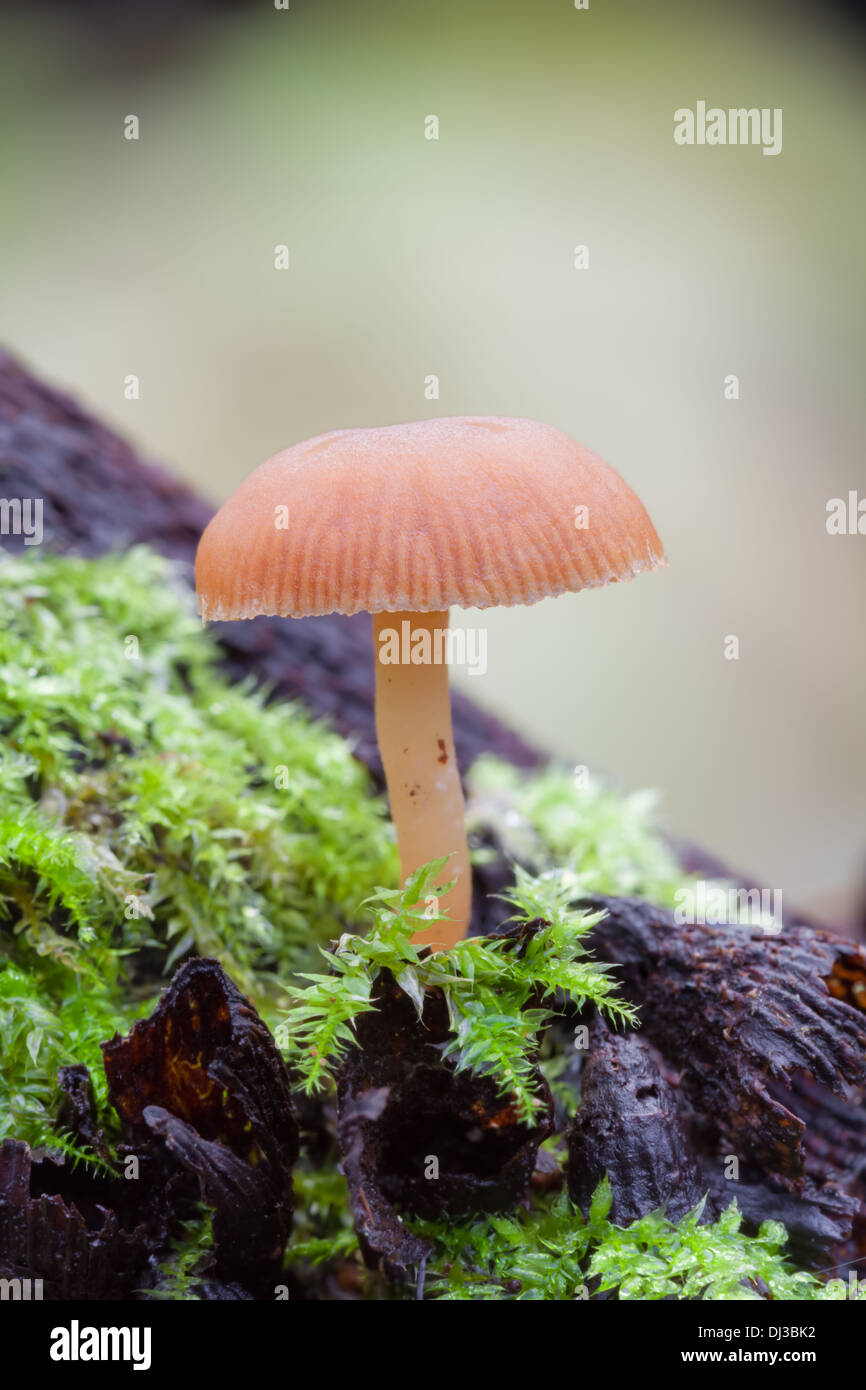 Beautiful autumn mushrooms in Finland Stock Photo