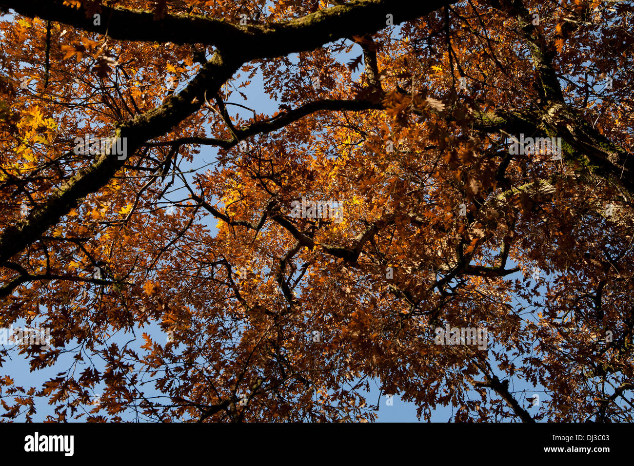 Sycamore branches in autumn with golden leaves Stock Photo