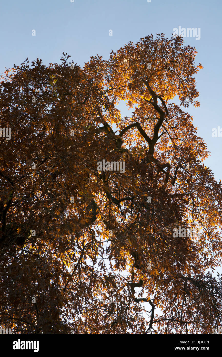 A huge, crooked tree at Westonbirt Arboretum in autumn Stock Photo