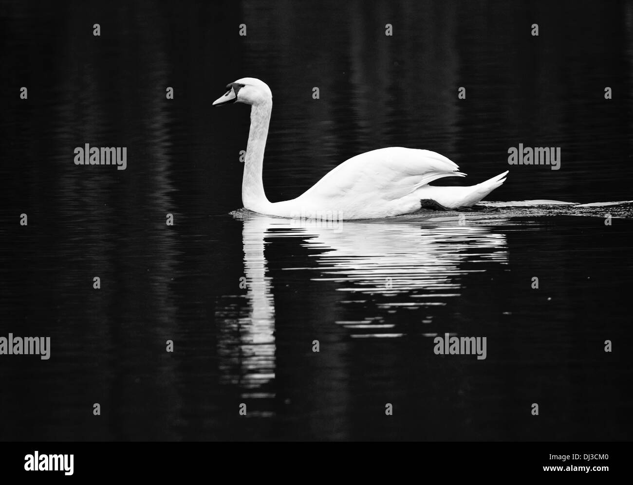 Mute swan in black & white Stock Photo