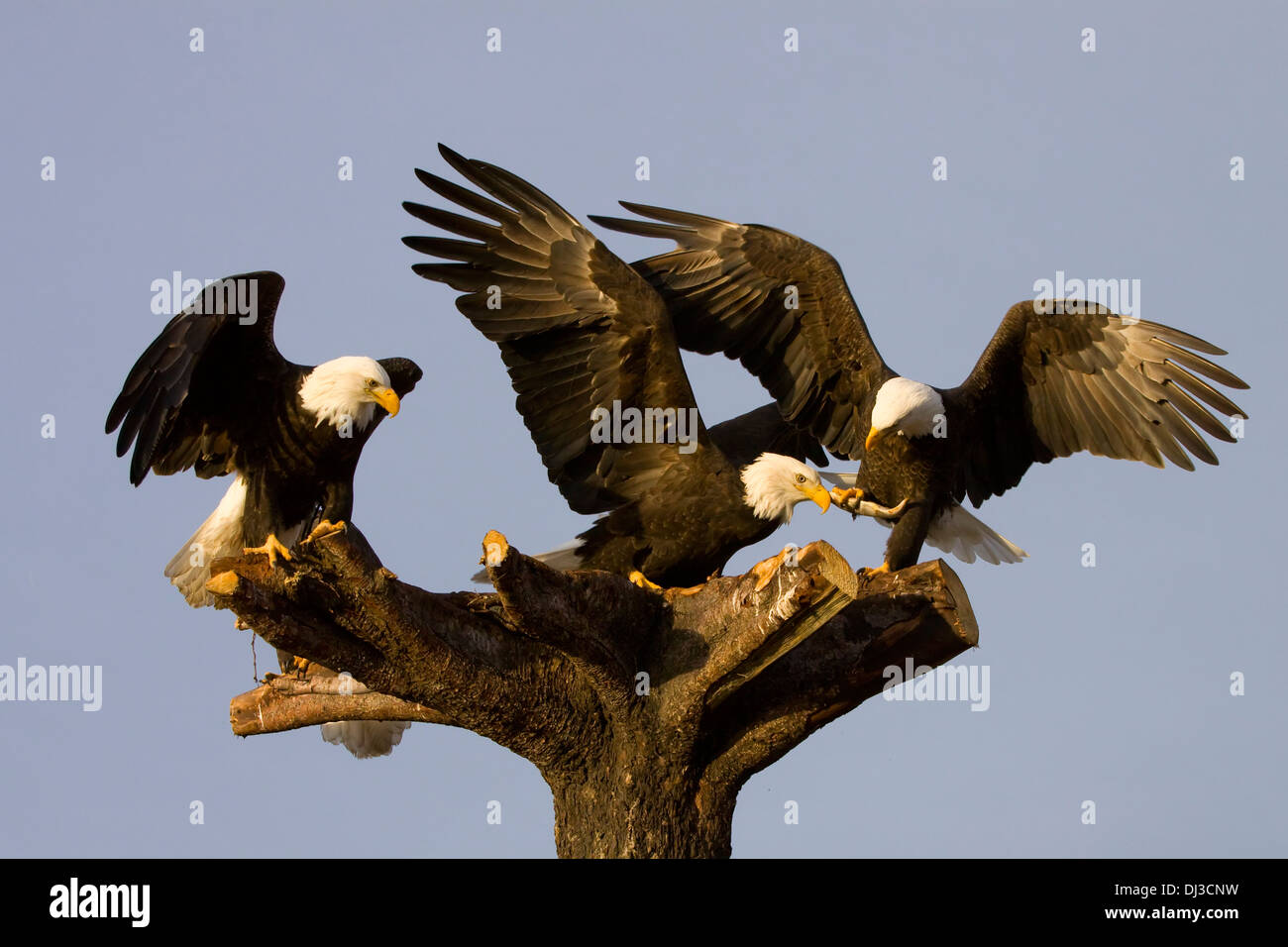 Group Of Perched Bald Eagles Fighting Over Fish,/Nnear Homer, Alaska, Kenai Peninsula, Winter Stock Photo