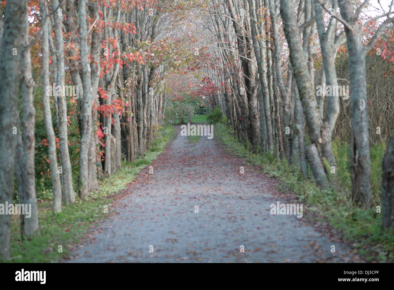 A scenic fall driveway Stock Photo - Alamy