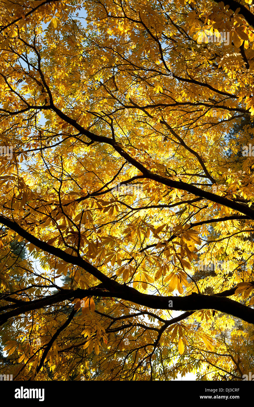 Chestnut tree with golden autumn leaves Stock Photo Alamy