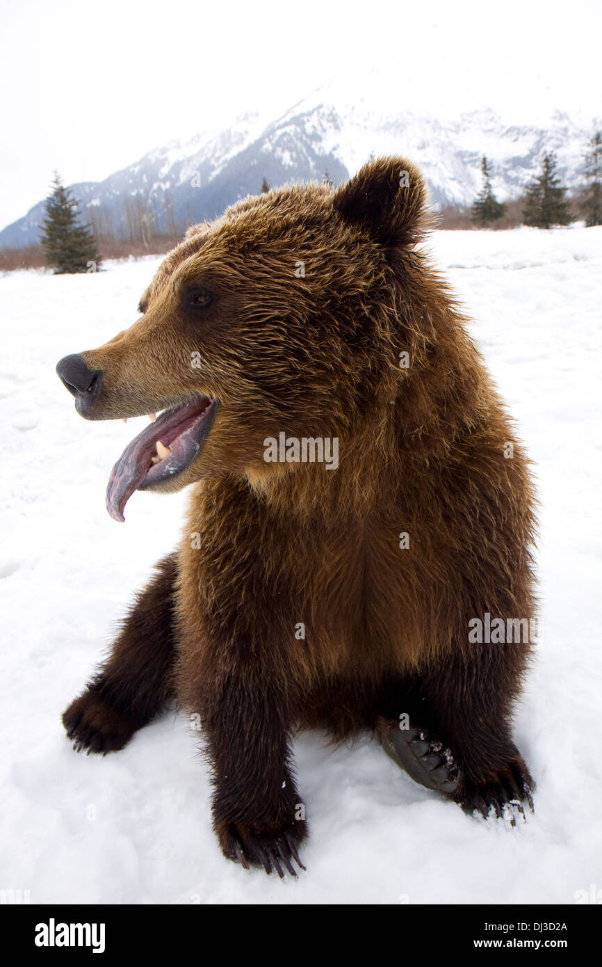 Captive Brown Bear Resting In Snow At The Alaska Wildlife Conservation Center, Southcentral Alaska, Winter Stock Photo