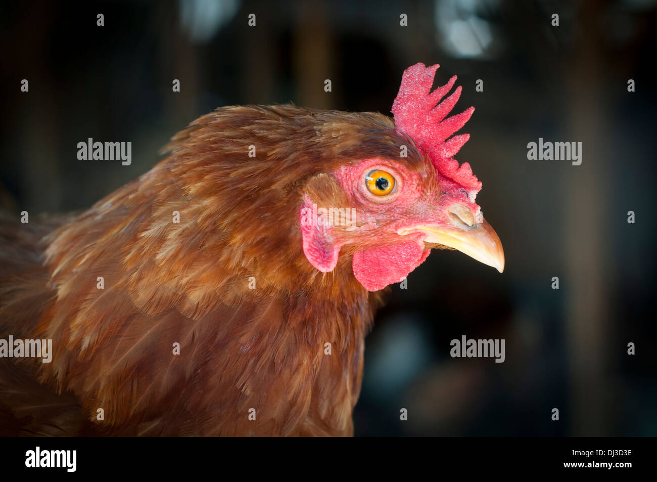 hen's egg race  'Lohmann Brown ' Stock Photo