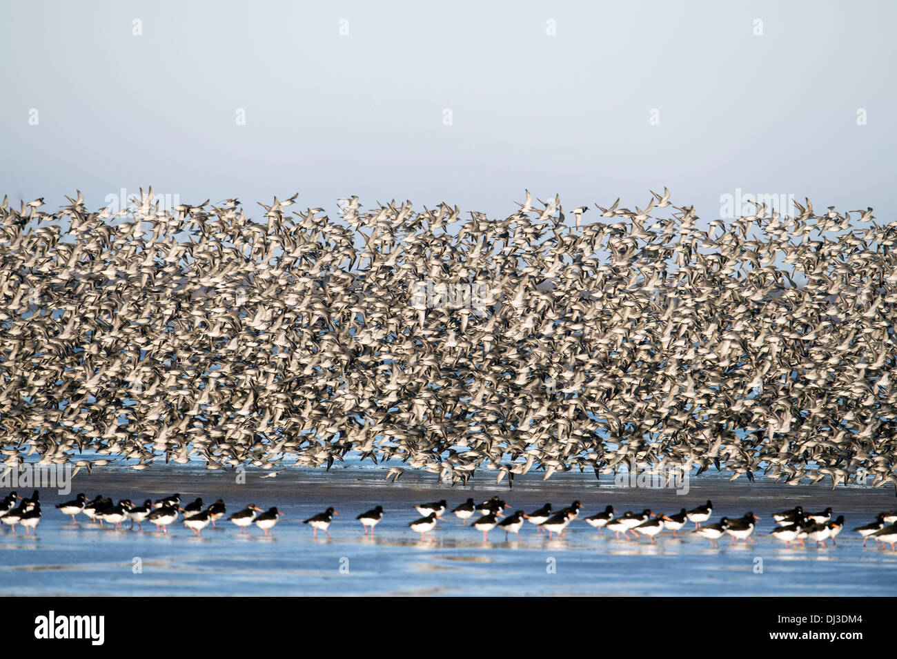 migrating flock of knot, snettisham Stock Photo
