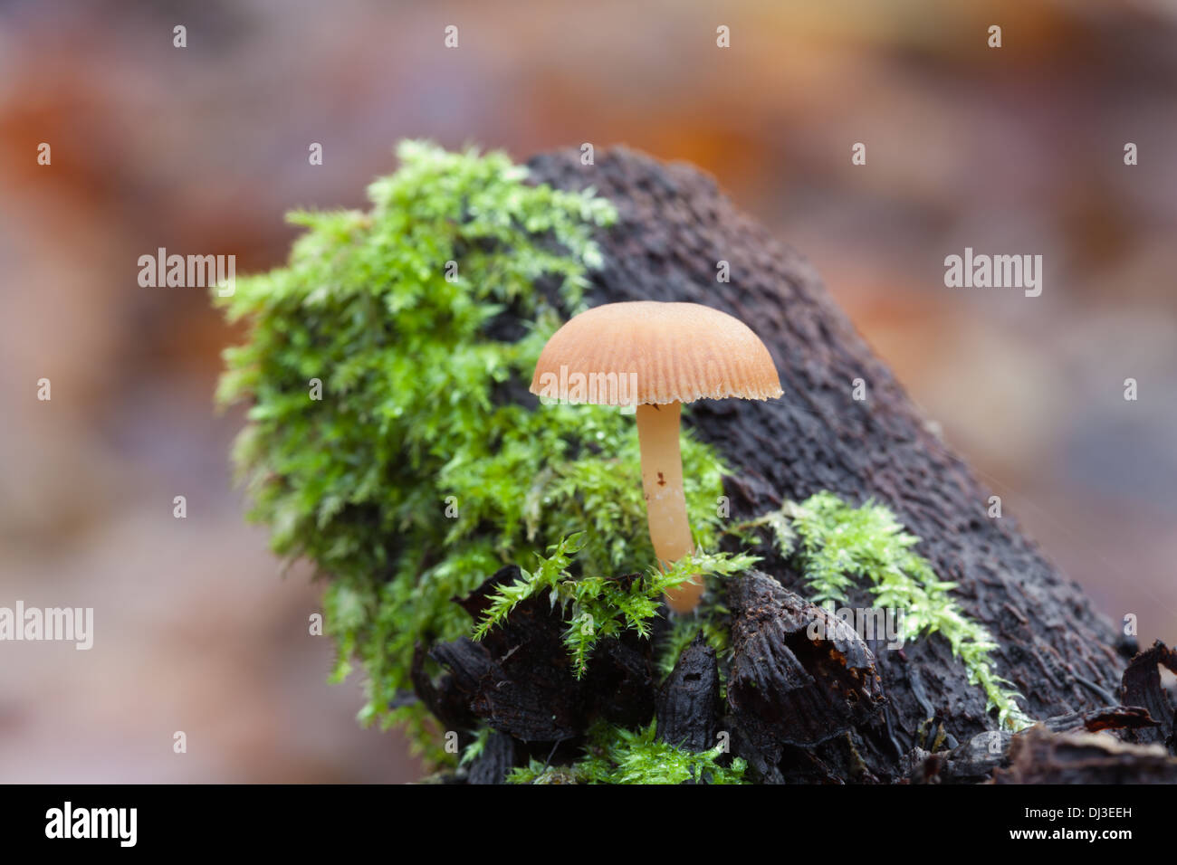 Beautiful autumn mushrooms in Finland Stock Photo