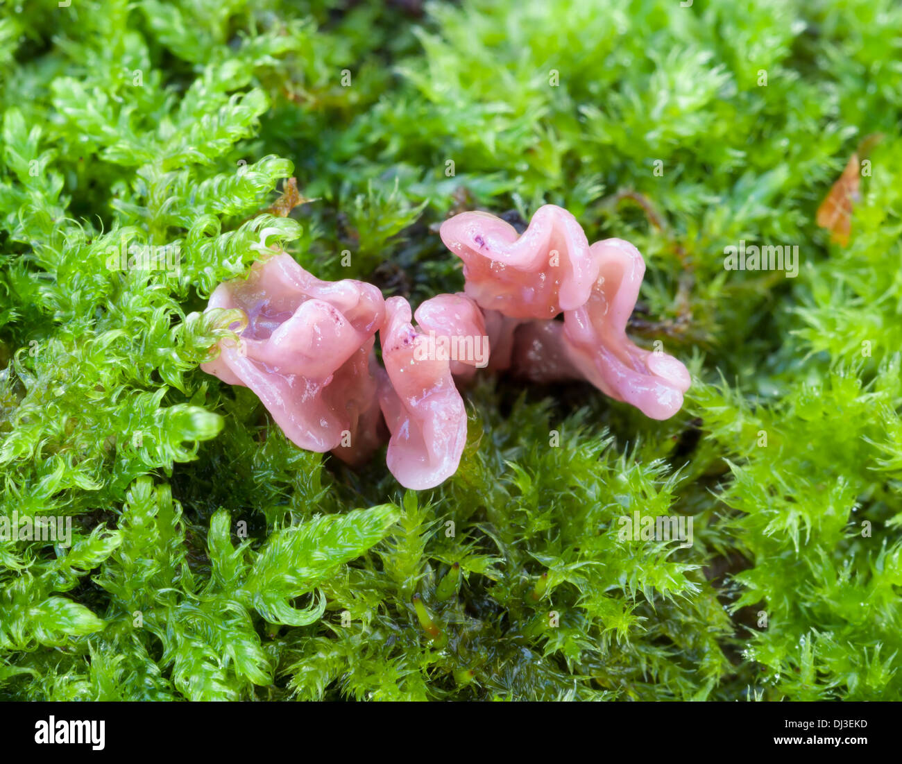 Beautiful autumn mushrooms in Finland Stock Photo