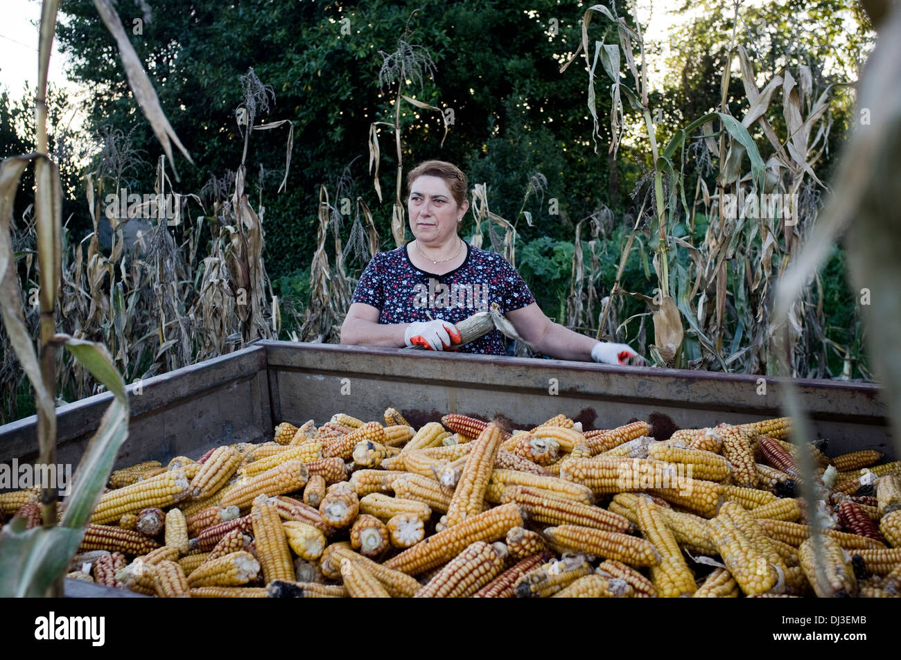 Harvesting corn in Galicia, Spain. harvest farm farmer country