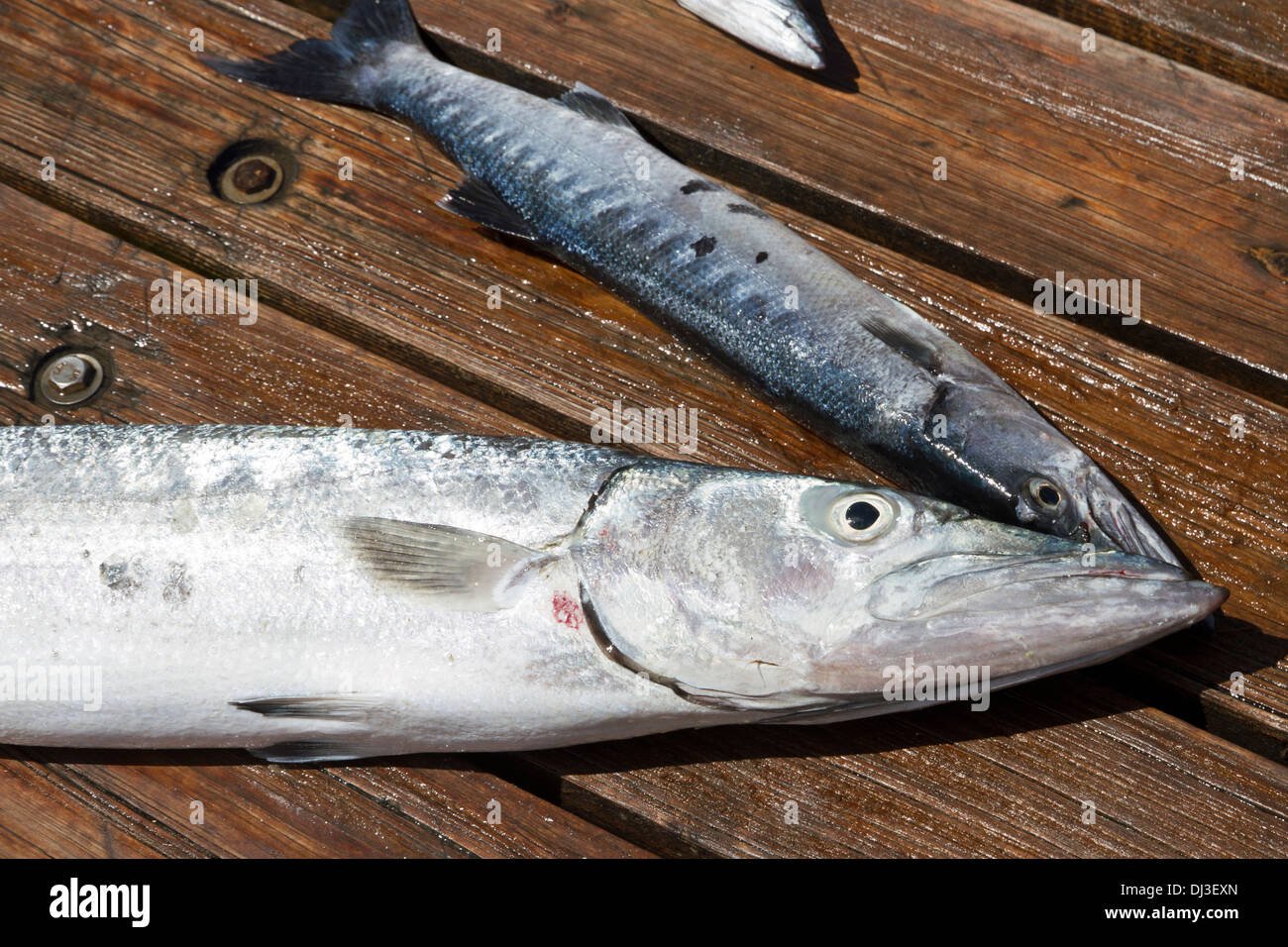 Barracuda fish caught off the Caribbean Island of Aruba Stock Photo