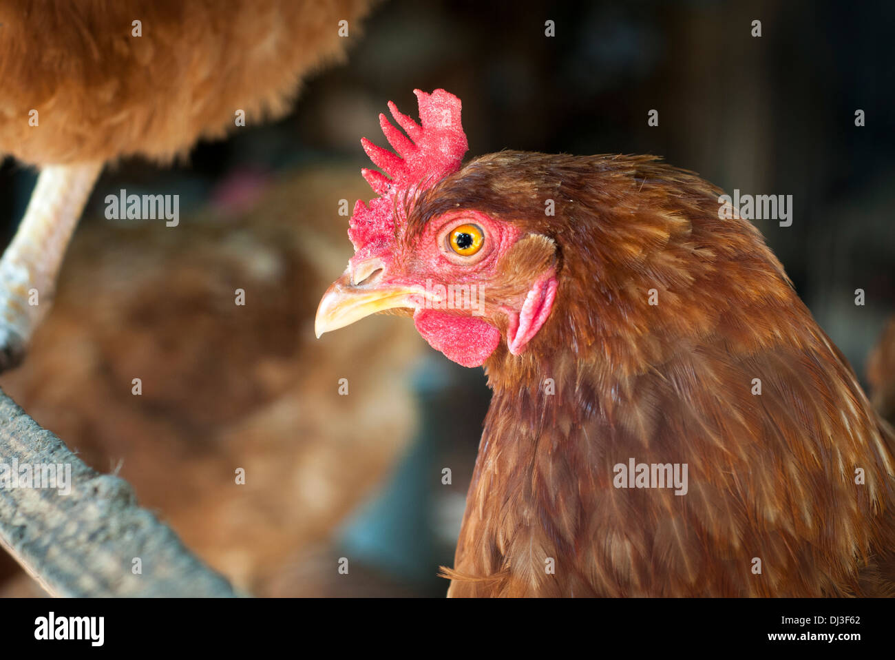 hen's egg race  'Lohmann Brown ' Stock Photo