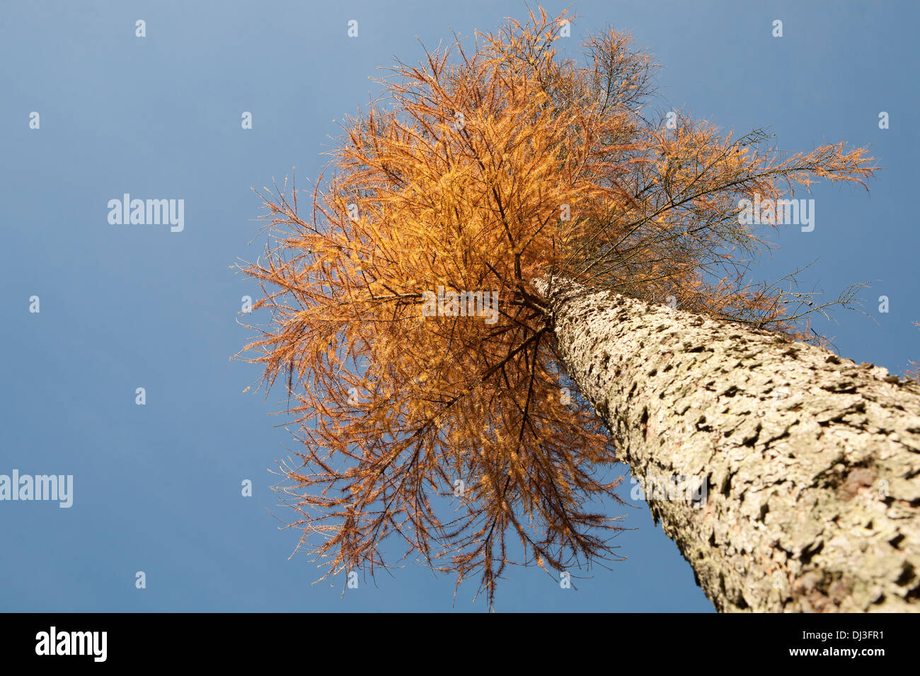 Looking up at a Ponderosa Pine Stock Photo