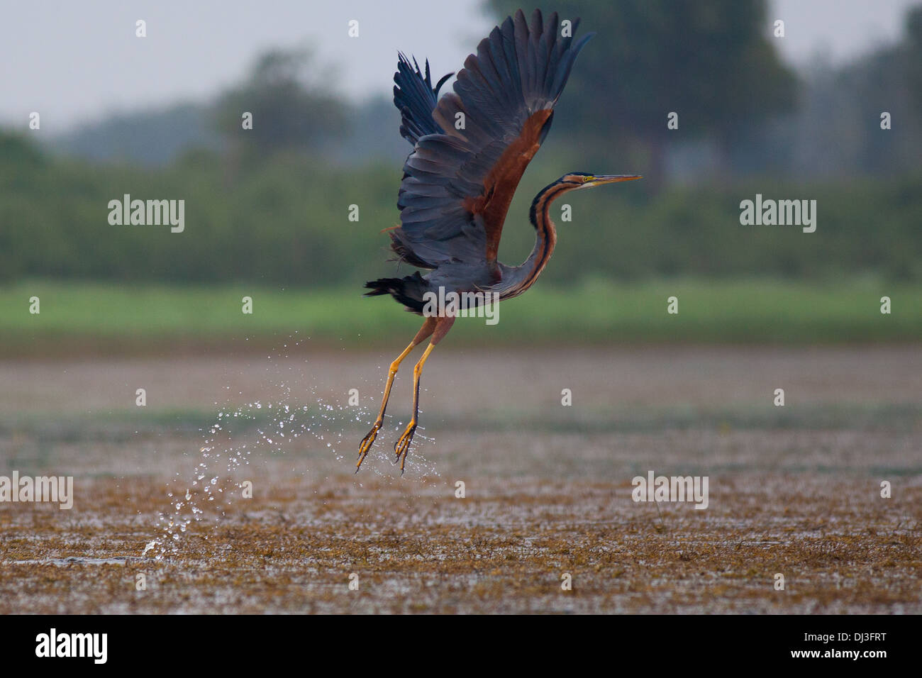 Purple Heron bird taking flight with wings spread and water dropping Stock Photo