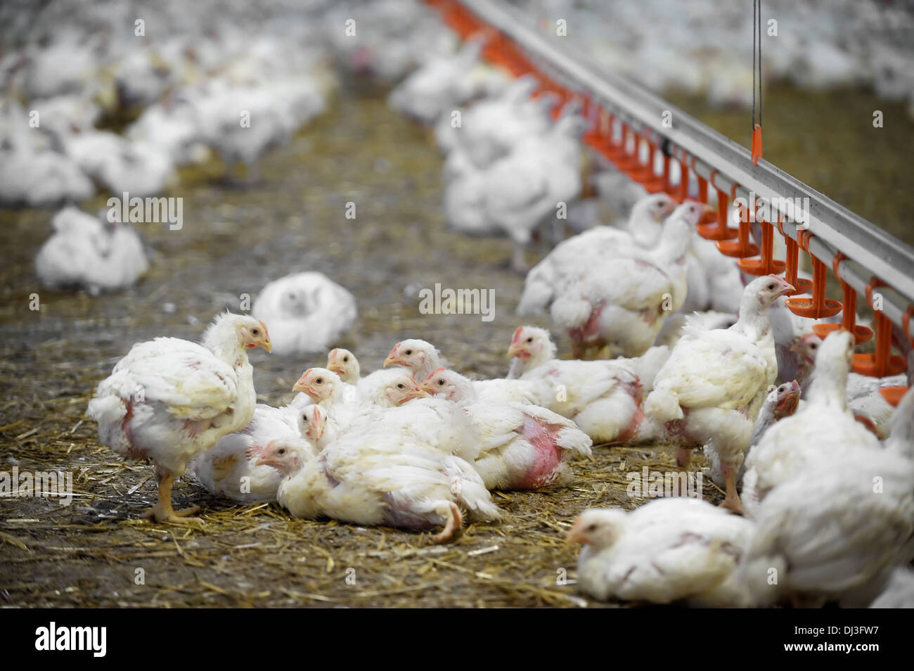 Several poultry laying on the ground inside a poultry farm Stock Photo