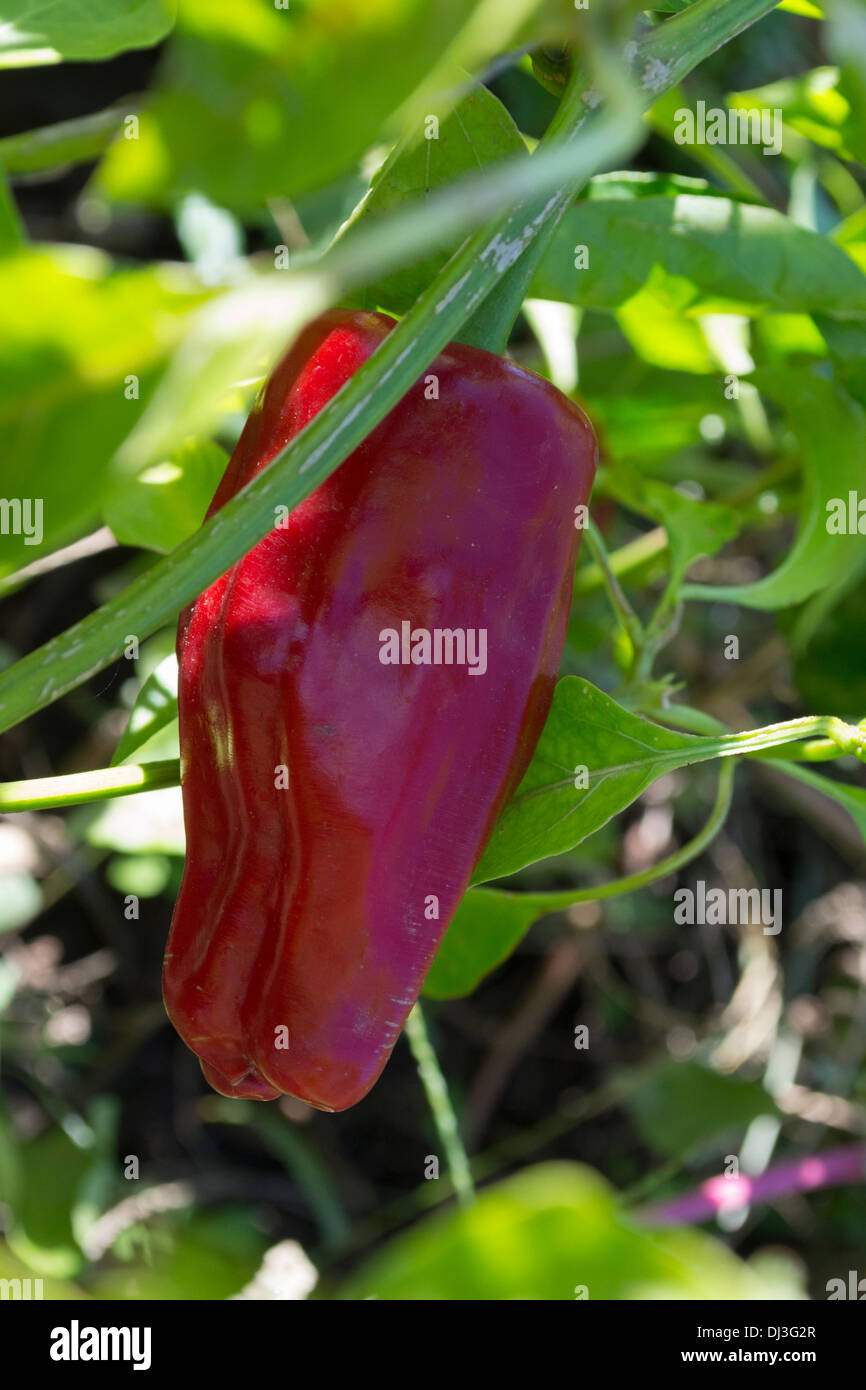 Red bell pepper (Capsicum annuum Stock Photo Alamy