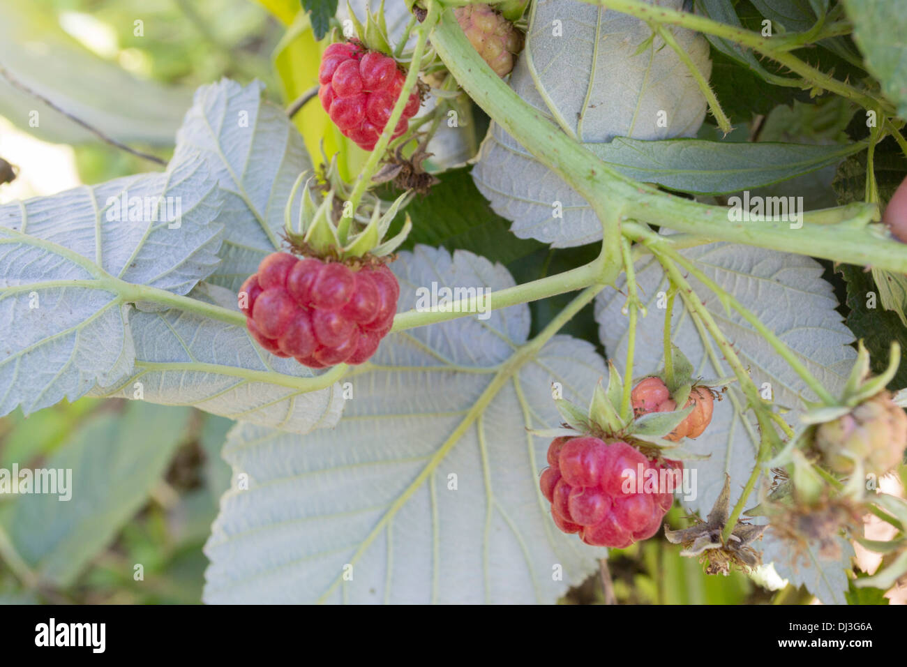 Ripe raspberries (Rubus idaeus) Stock Photo