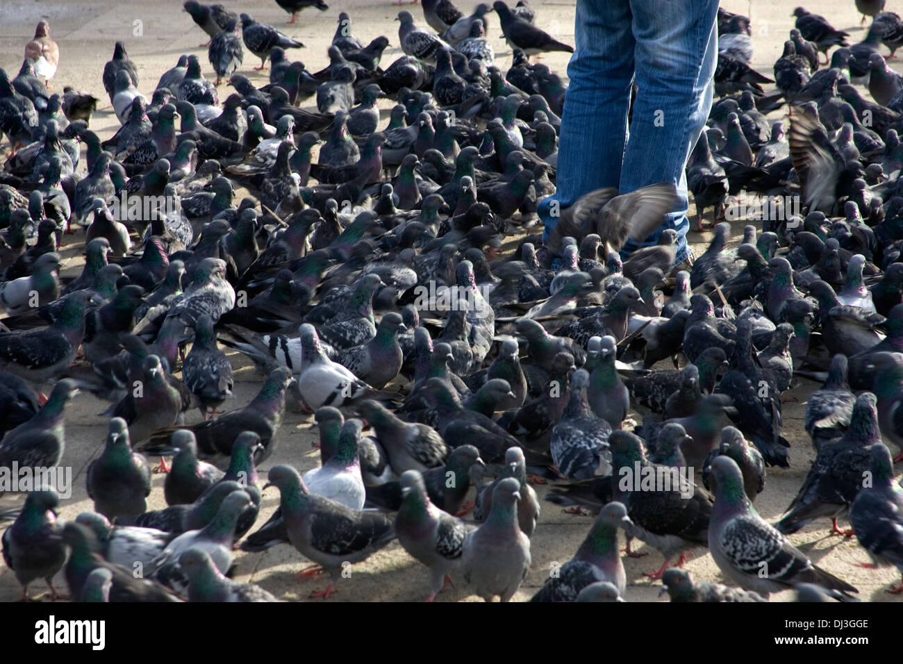 Venice pigeon feeding hires stock photography and images Alamy