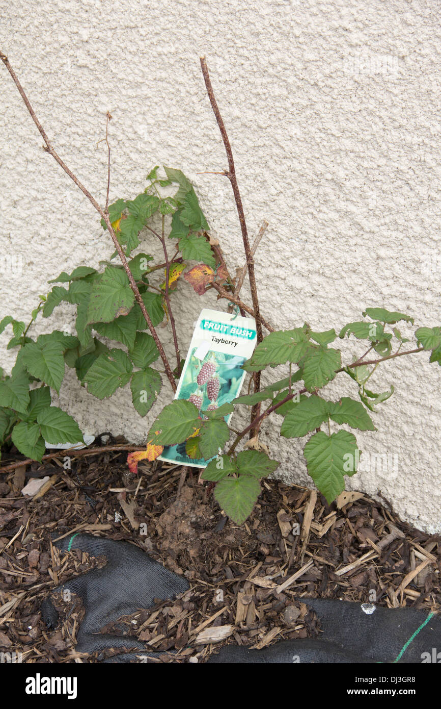Recently planted Tayberry bush in 'Food to Share', a community