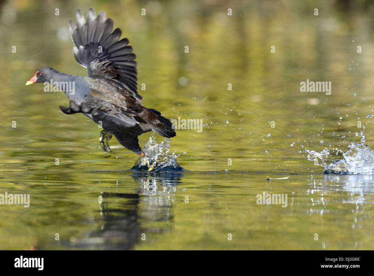 Moorhen Gallinula chloropus Stock Photo