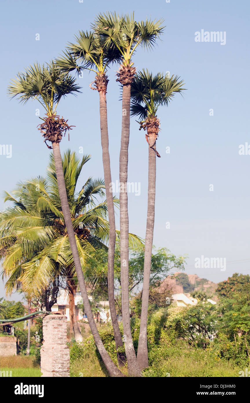 Coconut Palms in Tiruvannamalai Southern India Stock Photo