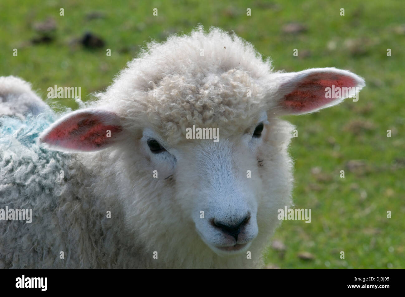 Young sheep Stock Photo