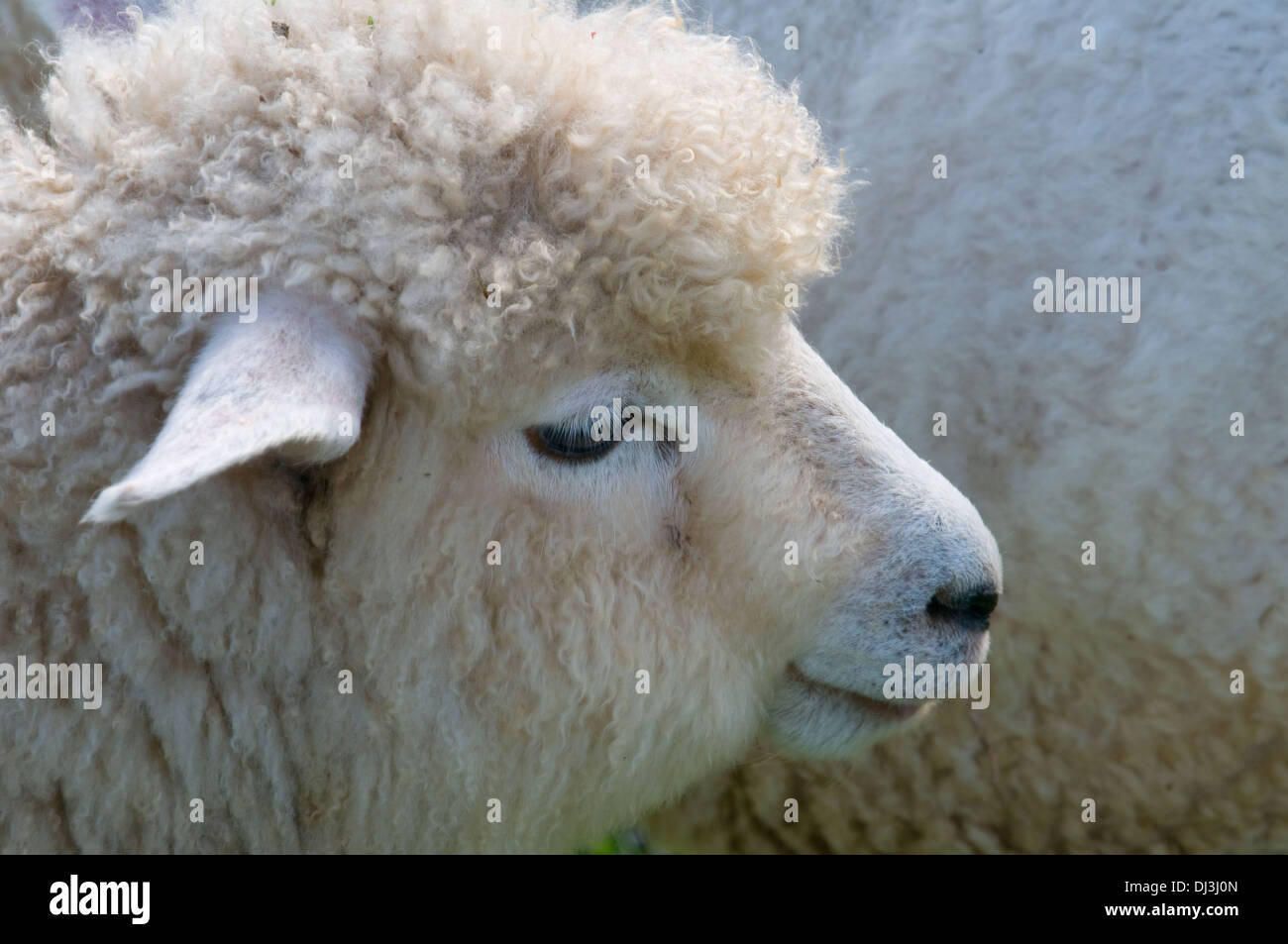 Young sheep Stock Photo