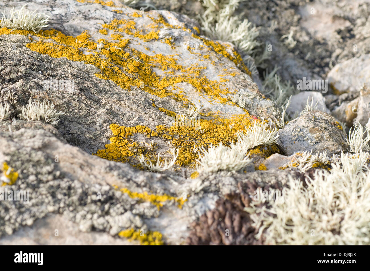 Caloplaca marina, a marine lichen Stock Photo