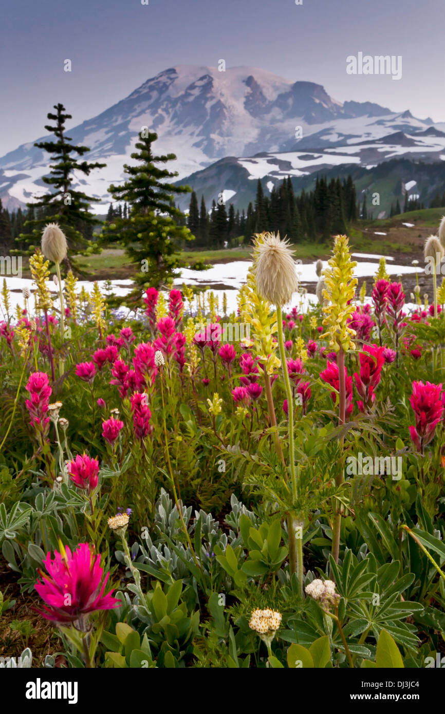 Mount Rainier above flower meadows on Mazama Ridge before sunrise, Mount Rainier National Park, Washington. Stock Photo
