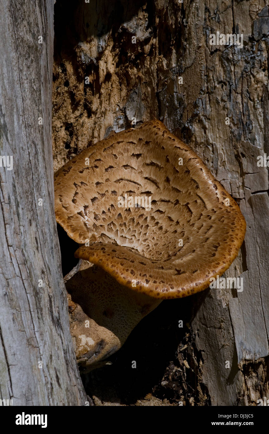 Dryad's Saddle (Polyporus squamosus) tree fungus Stock Photo