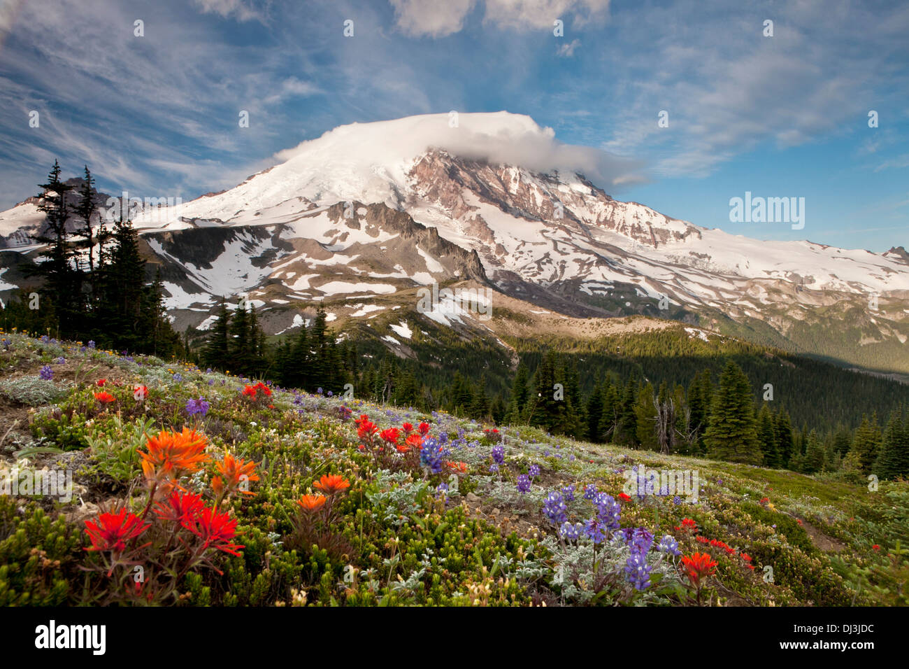 Mount Rainier above flower meadows near Skyscraper Pass at sunset