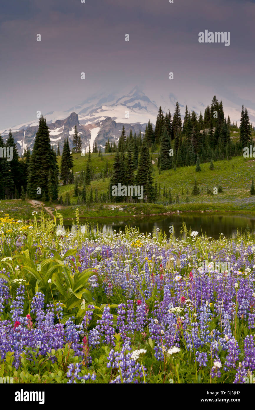 Flower meadows and a tarn along the Naches Loop Trail with Mount Rainier fading into clouds, Mount Rainier National Park, USA Stock Photo