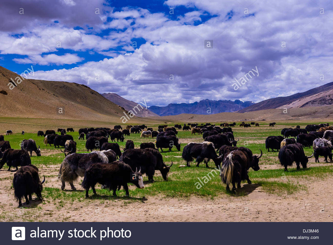 Nomadic yak herding, Himalayas, near Pang, Ladakh, Jammu and Kashmir