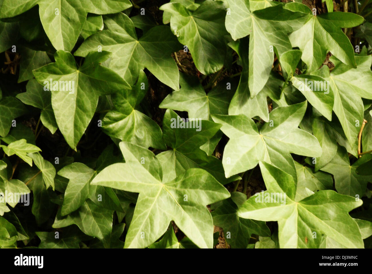 English Ivy Growing On A Wall Stock Photo Alamy
