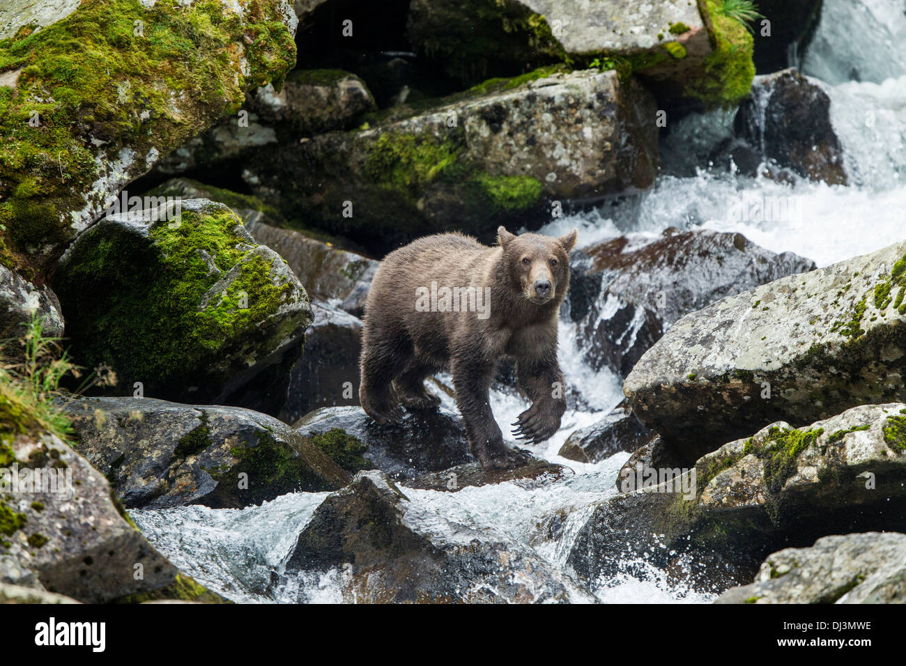 USA, Alaska, Katmai National Park, Coastal Brown Bear (Ursus arctos) fishing in waterfall on salmon spawning stream Stock Photo