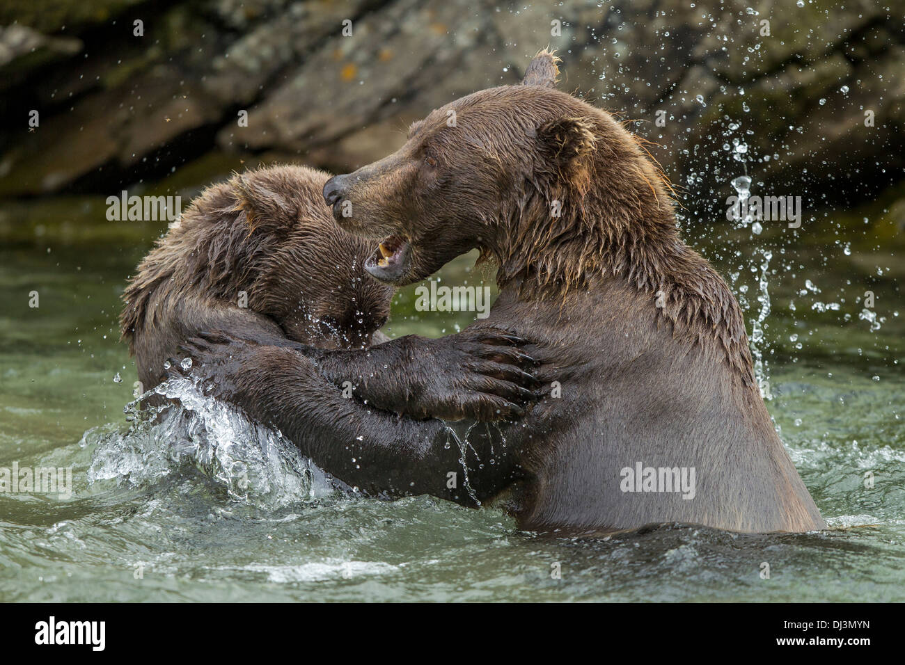 USA, Alaska, Katmai National Park, Coastal Brown Bear and second-year ...
