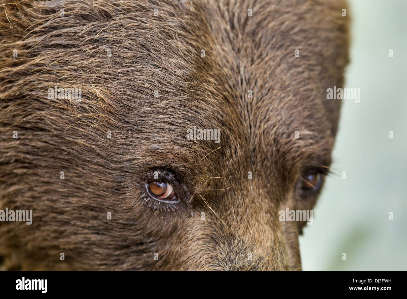 USA, Alaska, Katmai National Park, Close-up of Coastal Brown Bear (Ursus arctos) along salmon spawning stream by Kuliak Bay Stock Photo